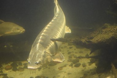 Akvaryumda bir balık