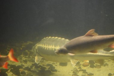 Akvaryumdaki balıklar