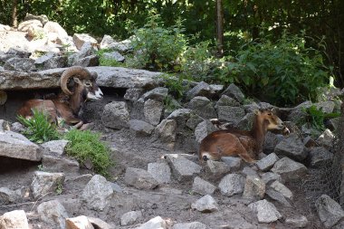 Beyaz bir keçinin yakın plan fotoğrafı.