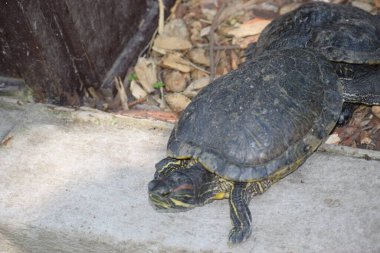 Kaplumbağaya yaklaş.