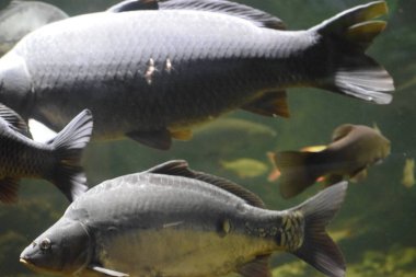 Akvaryumdaki balıklar, yaklaşın.