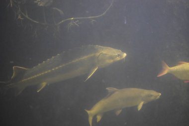 Güzel bir denizin sualtı manzarası