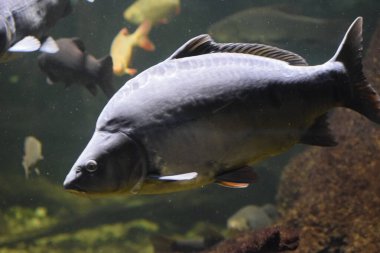 Gölde büyük siyah sazan balığı