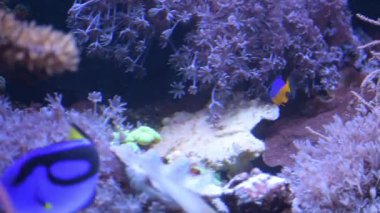 red Sea'deki/daki mercan balık