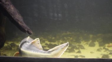 Su altı dünyasının güzel manzarası