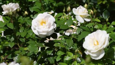 Bahçedeki beyaz ve pembe güller