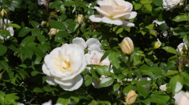 Bahçedeki güzel beyaz güller