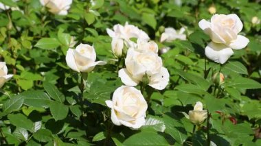 Bahçedeki güzel güller