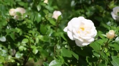 Bahçedeki güzel çiçekler