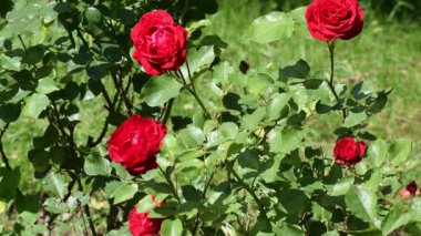 Bahçedeki güzel kırmızı gül
