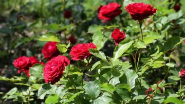 Bahçedeki kırmızı güllerin yakın plan çekimi.