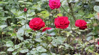 Bahçede kırmızı gül.
