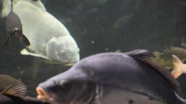 Karadeniz - Kızıl - Beyaz Balık.