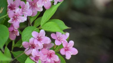 Güzel botanik fotoğrafı, doğal duvar kağıdı.