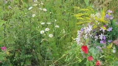 Bahçedeki güzel çiçekler