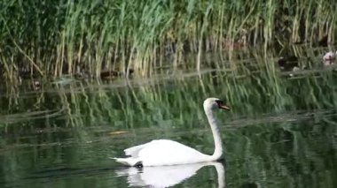 Göldeki güzel kuş