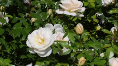 Bahçedeki beyaz güller