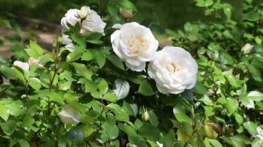 Bahçedeki güzel beyaz çiçekler