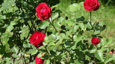 Bahçedeki kırmızı güller