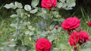 Bahçede kırmızı gül