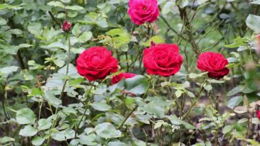 Bahçedeki güzel güller