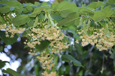 Bahçedeki güzel çiçekler