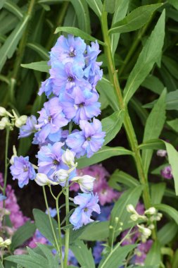 Bahçede mavi çiçekler ve yeşil yapraklar