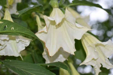 Yeşil yapraklı beyaz çiçekler