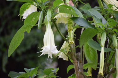 Bahçenin beyaz çiçekleri