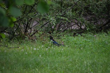 Parktaki çimenlikteki kuş
