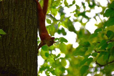 Ağaçta oturan sincap.