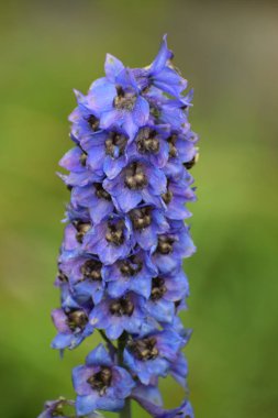 Bahçedeki güzel çiçekler