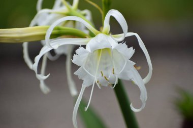 Güzel botanik fotoğrafı, doğal duvar kağıdı.
