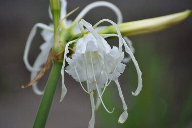 Bahçedeki beyaz çiçek