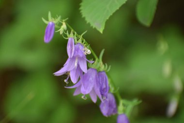 Bahçedeki güzel çiçekler