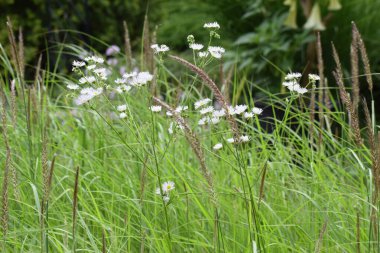 Bahçedeki güzel çiçekler