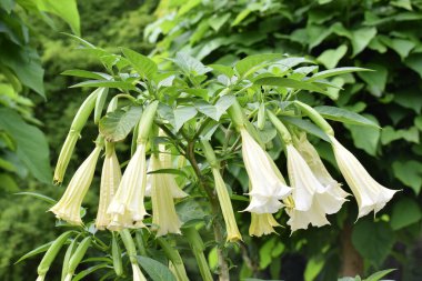 Güzel botanik fotoğrafı, doğal duvar kağıdı.