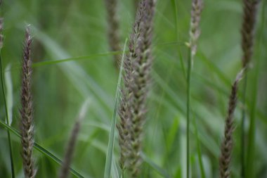 Tayland 'da yeşil pirinç tarlaları