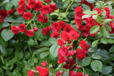 Bahçedeki kırmızı güller