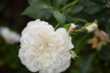 Bahçedeki güzel çiçekler