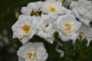 Bahçede beyaz çiçekler