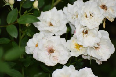 Bahçedeki güzel çiçekler