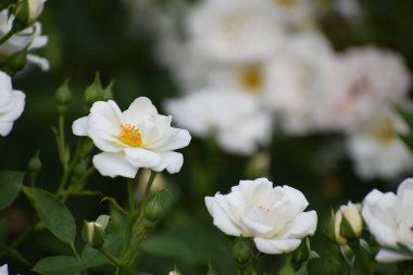 Bahçedeki güzel çiçekler