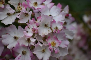 Bahçedeki pembe çiçekler