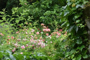 Güzel botanik fotoğrafı, doğal duvar kağıdı.