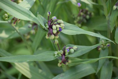 Mor bir çiçeğin çiçeği