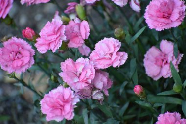 Bahçedeki pembe çiçekler