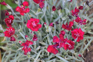 Bahçedeki kırmızı çiçek