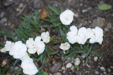 Güzel çiçeklerin güzel manzarasını kapat.