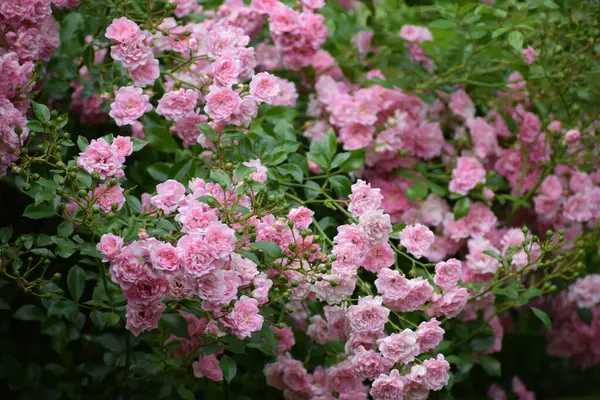 Bahçedeki güzel çiçekler